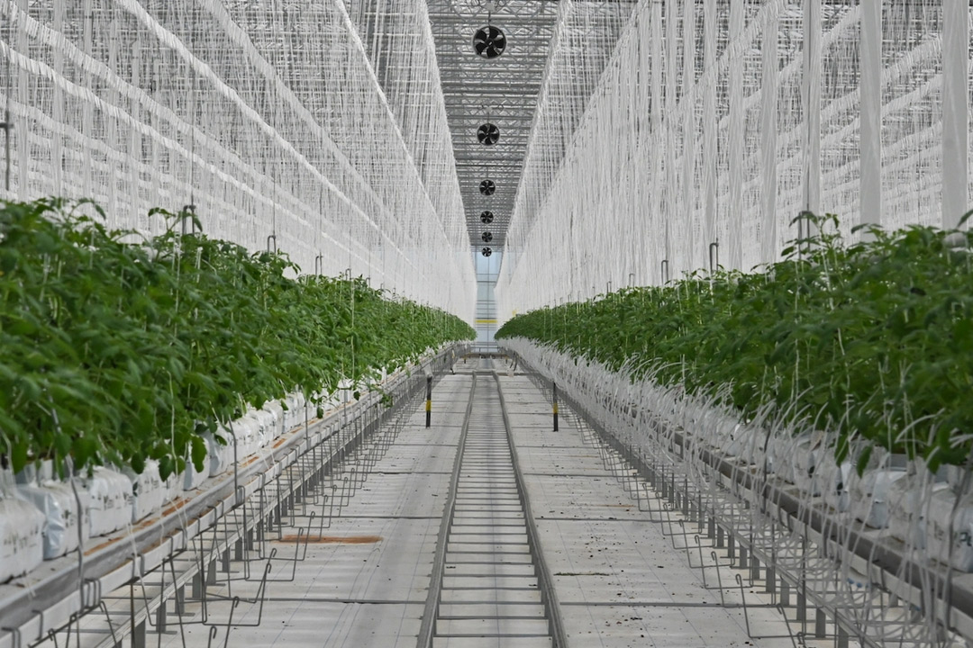 Finka San Antonio Greenhouse